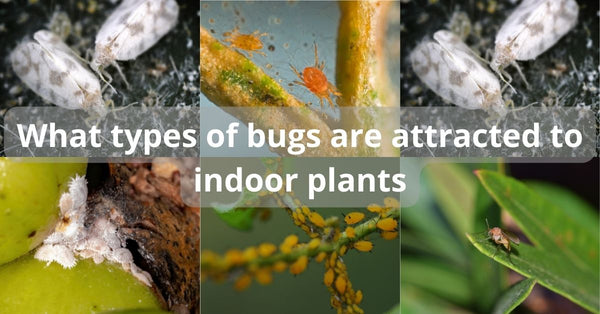 Do Indoor Plants Attract Bugs? How to Prevent Houseplant Bugs – planterhoma