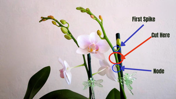 Where to Cut Orchid Stems After Bloom