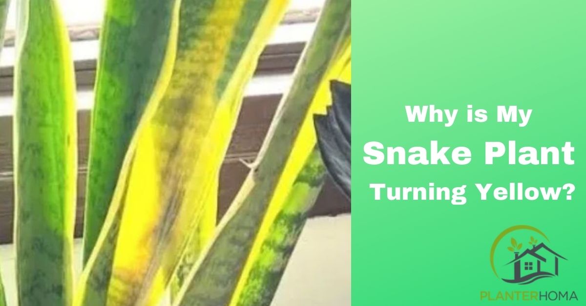 Snake Plant Leaves Turning Yellow