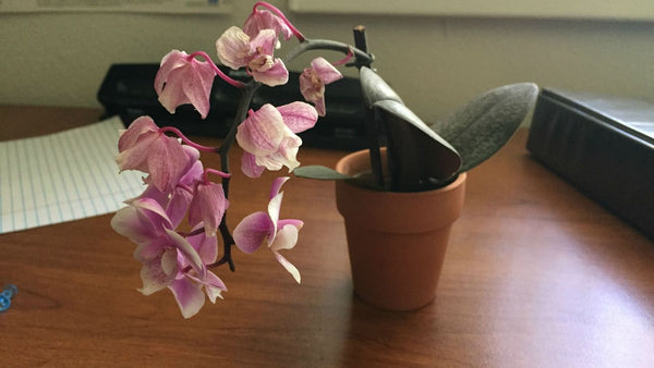 Why Did My Orchid Flowers Fall Off