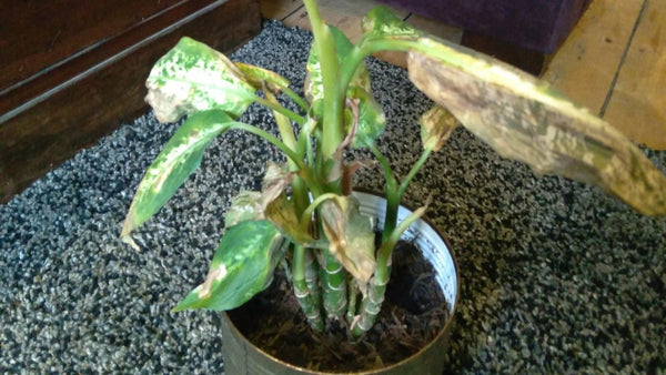 Why Leopard Lily Needs Repotting