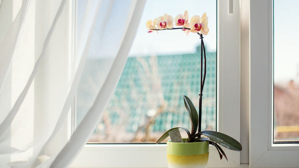 sunlight for orchid