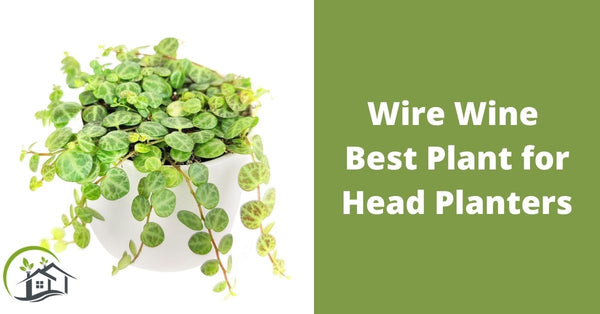 wire wine best plant for head planters
