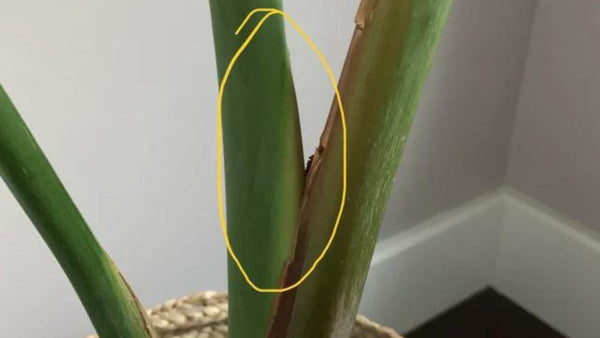 best time to Propagate Bird of Paradise?