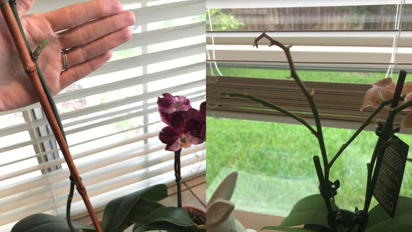 importance of cutting stem after blooming