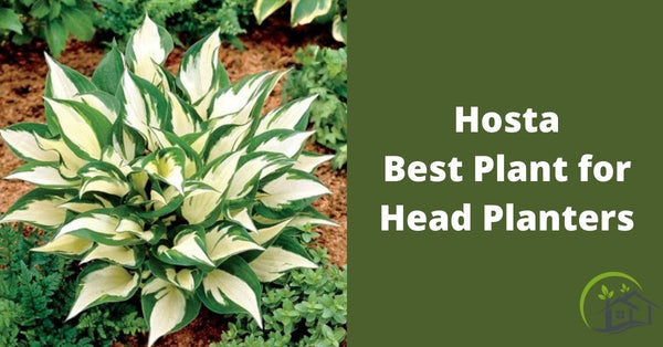 Hosta (Plantain lilies) plant for face planters