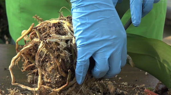 inspect the roots- how to repot an orchid