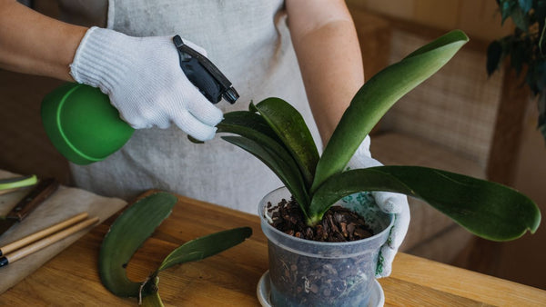 Best time to fertilize orchids