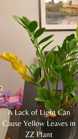 lack of light can cause yellow leaves in zz plant