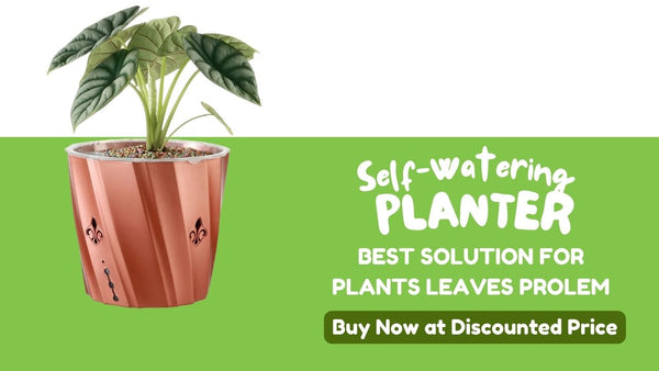 self watering planter for leaves problem
