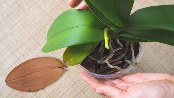 orchids need proper air circulation
