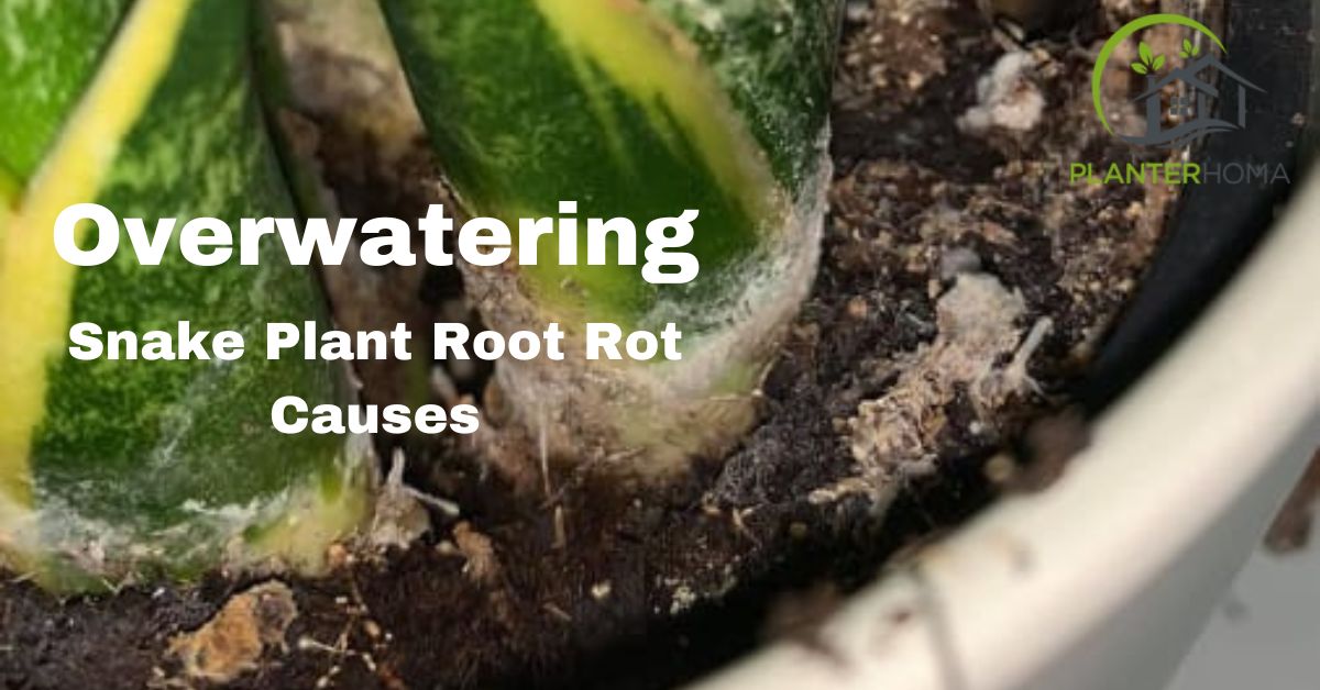 overwatering snake plant root rot causes