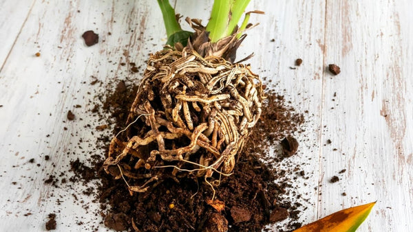 repot root rot orchid