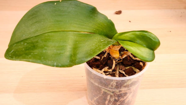 roots issue in dying orchid