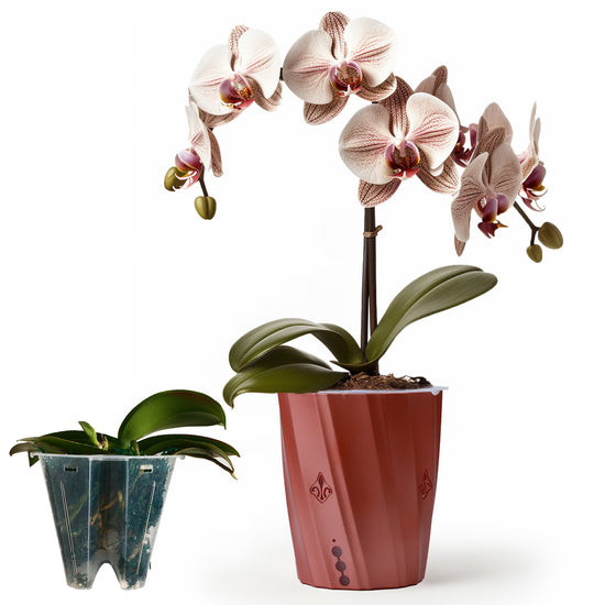 Sphagnum Moss vs. Bark: Which is Better for Phalaenopsis Orchids?