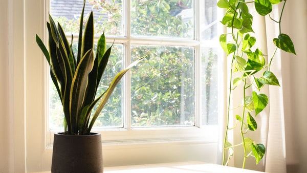 snake plant: Plants That Don't Need Drainage Holes
