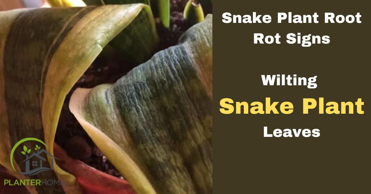 snake plant root rot sign wilting snake plant leaves