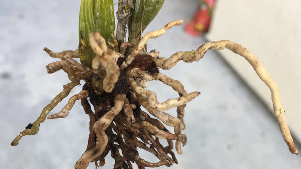 solution for orchid root rot