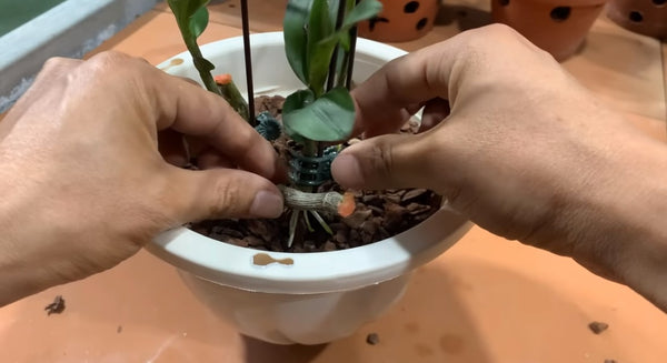 step 8 - Transplanting Orchids in planter