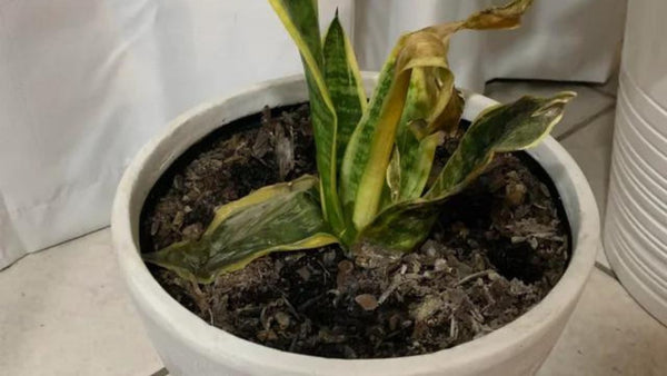 symptoms Overwatered Snake Plant