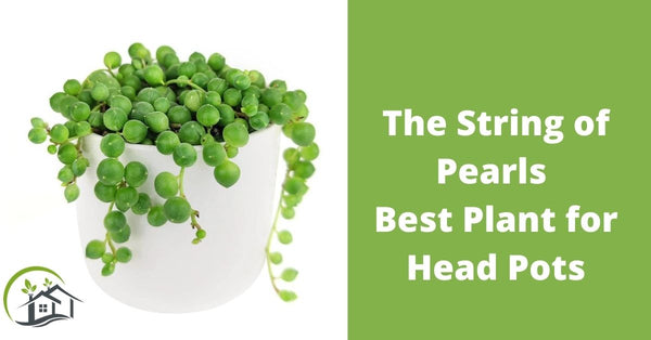 strings of pearl best plant for face pots