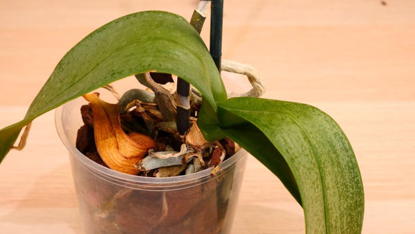 underwatering and  Dehydration in orchid