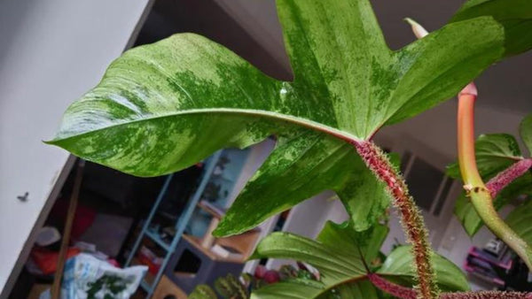 watering your Philodendron squamiferum