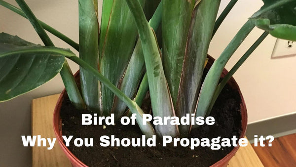 why should you Propagate Bird Of Paradise