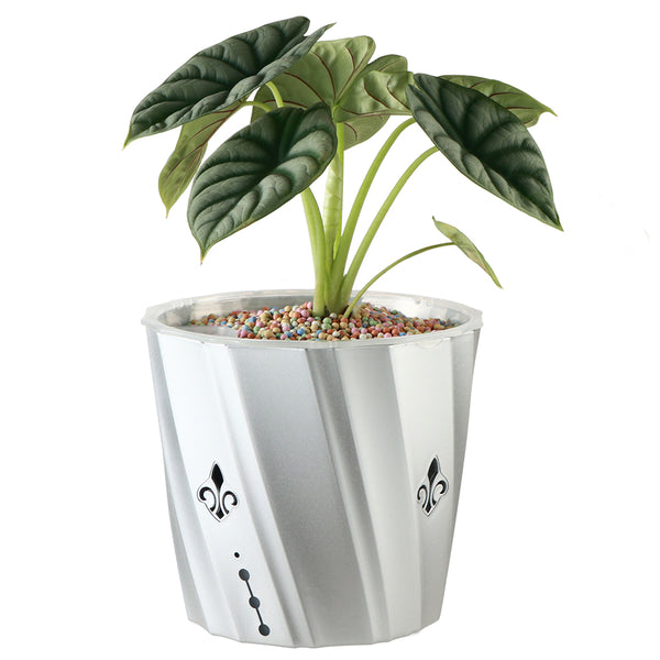 self watering planter for fish hook plant