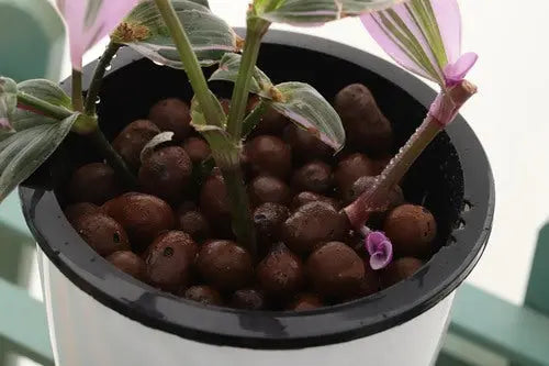 Leca Balls for Orchid