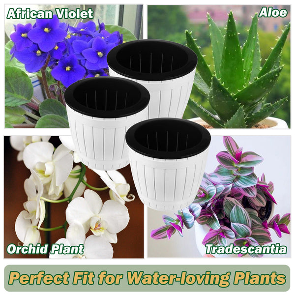 self watering planter for african violet