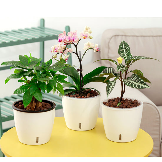 What Type of Peat Moss is Best for Indoor Plants?