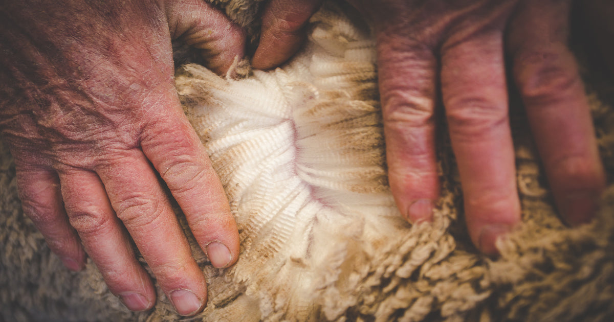 australian merino wool finest soft natural fiber