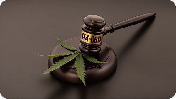 Ist H4CBD legal? Hammerschlag auf Cannabisblatt
