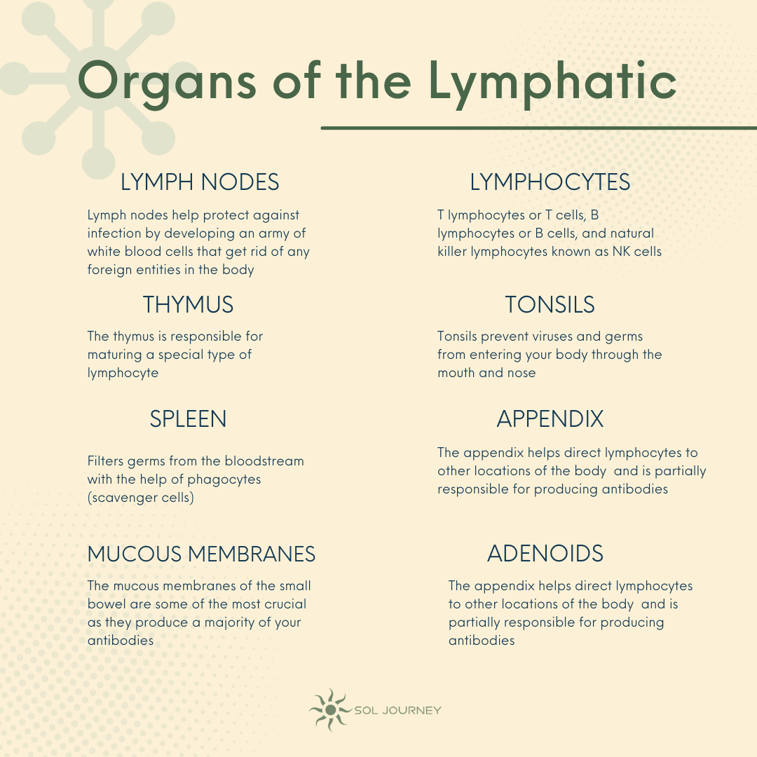 organs of the lymphatic system, infographic,  detox, lymphatic, system, naturally