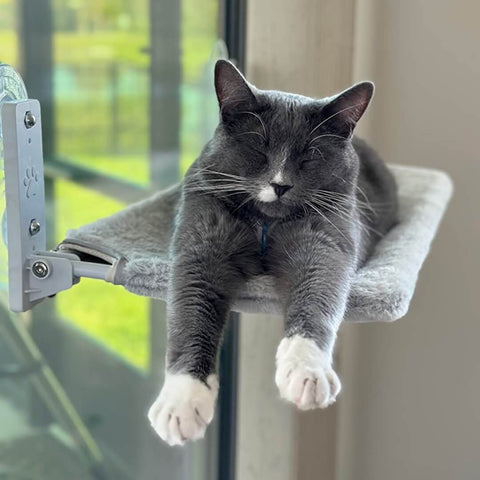 Cat Sleeping On Cat Hammock