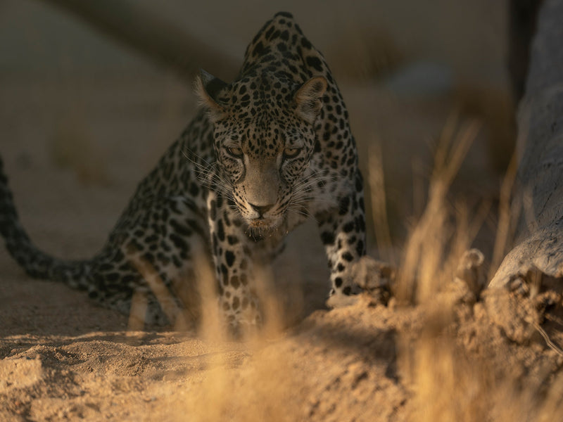 Open Edition  Arabian Leopard