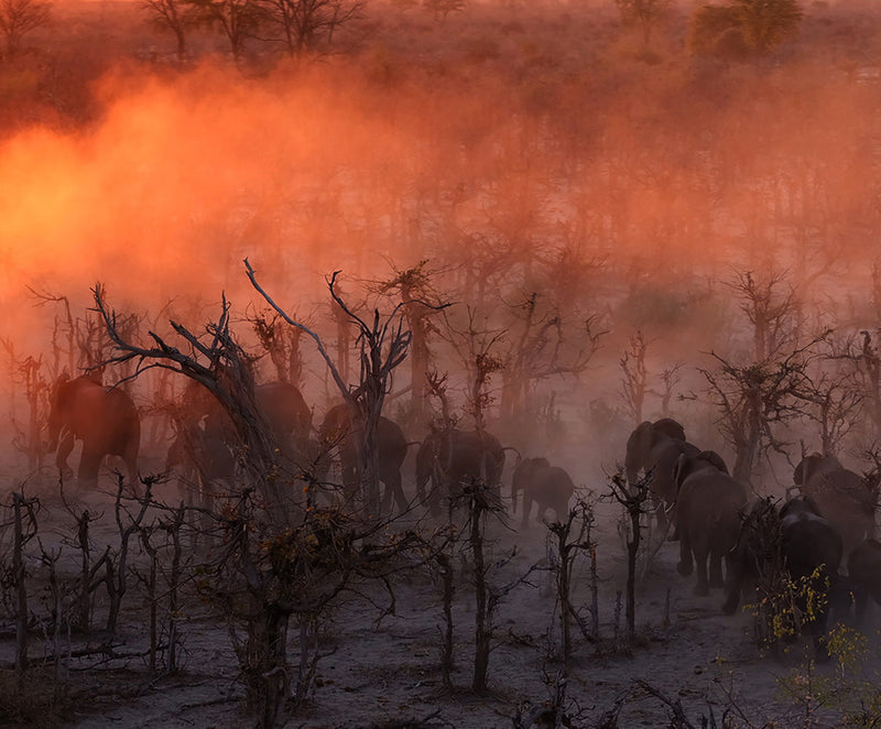 At sunset elephants move towards water Okavango Delta Botswana