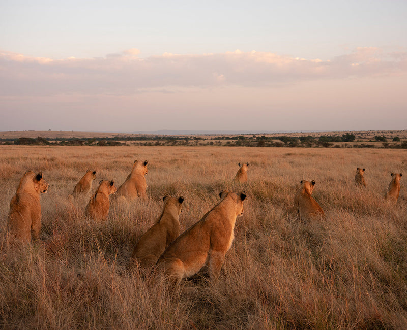 The Enkoyanai pride sit in the warm sun of first light Ol Motorogi Conservancy Maasai Mara Kenya