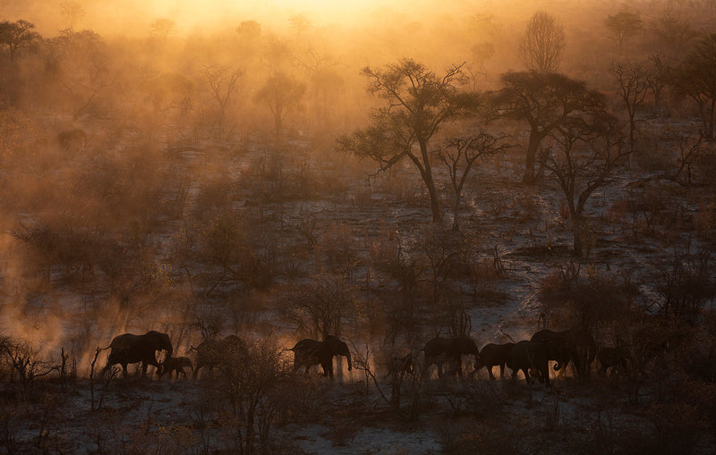 A herd of elephants moves through forests of mopane and apple leaf at sunset northern Botswana