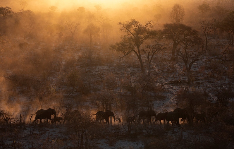 Open Edition  A herd of elephants moves through forests of mopane and apple leaf at sunset northern Botswana