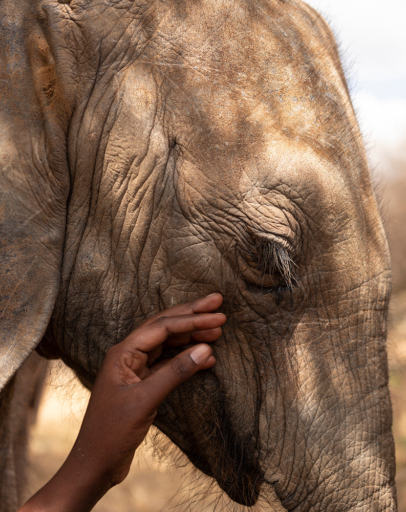 Mary Reteti Elephant Sanctuary northern Kenya