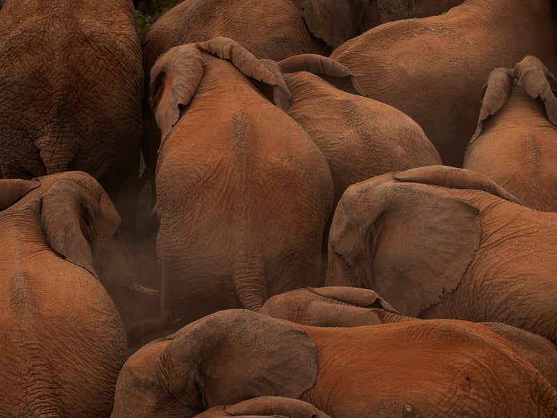 Terracotta elephants Mosiro Rift Valley Kenya