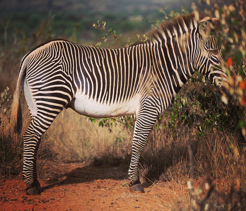 Grvys zebra Mpala Research Centre Laikipia Kenya