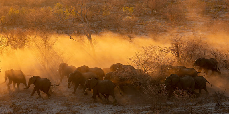 A herd of elephants moves through forests of mopane and apple leaf at sunset northern Botswana