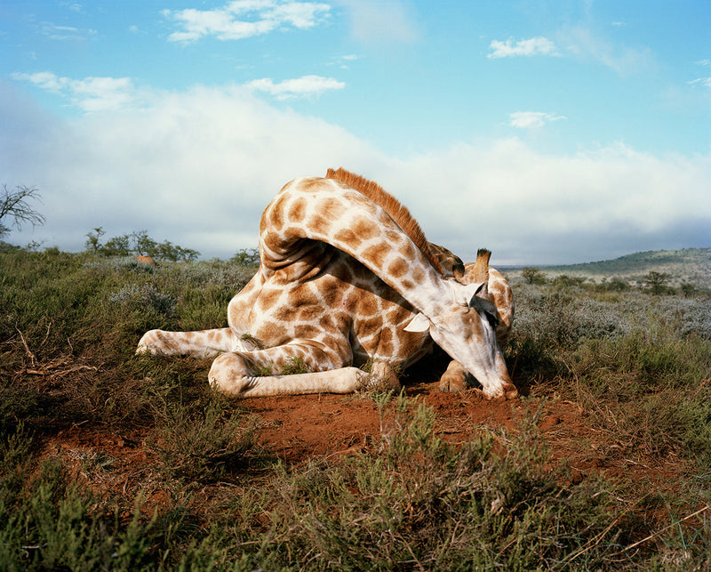 Fallen giraffe Somerset east eastern cape South Africa