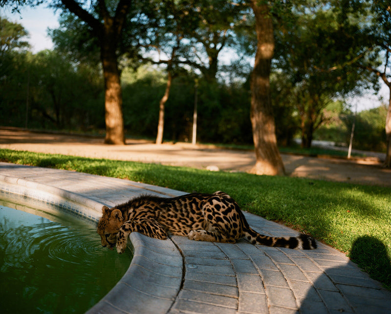 Open Edition  King Cheetah at the pool Hoedspruit South Africa