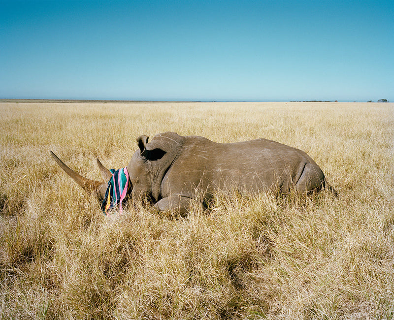 Rhino with beach towel  II game farm northern cape South Africa