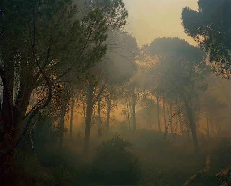 Untitled  V from the series burn Table Mountain National Park Cape Town South Africa