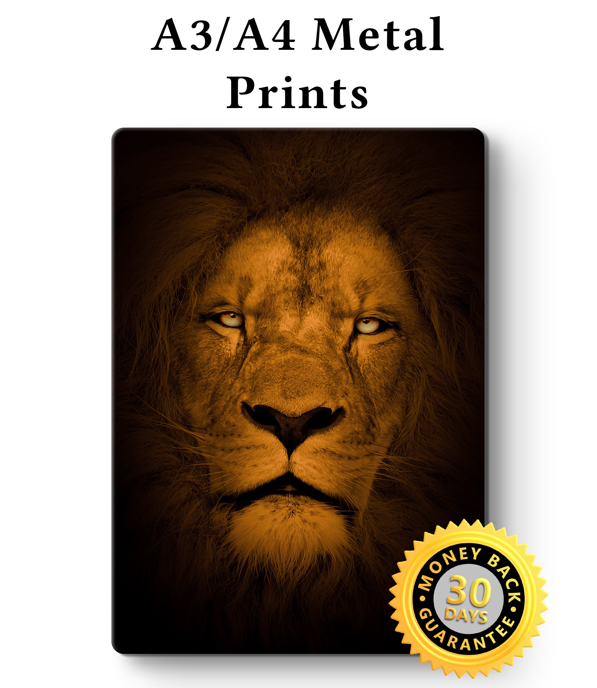 Lion Picture - Wall Art - Metal Poster Lion Print